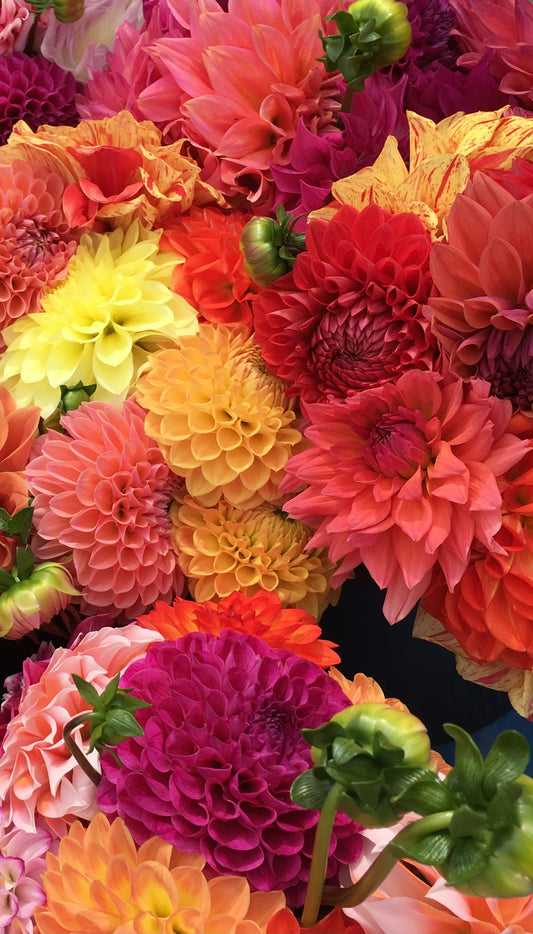 Dahlia Daze